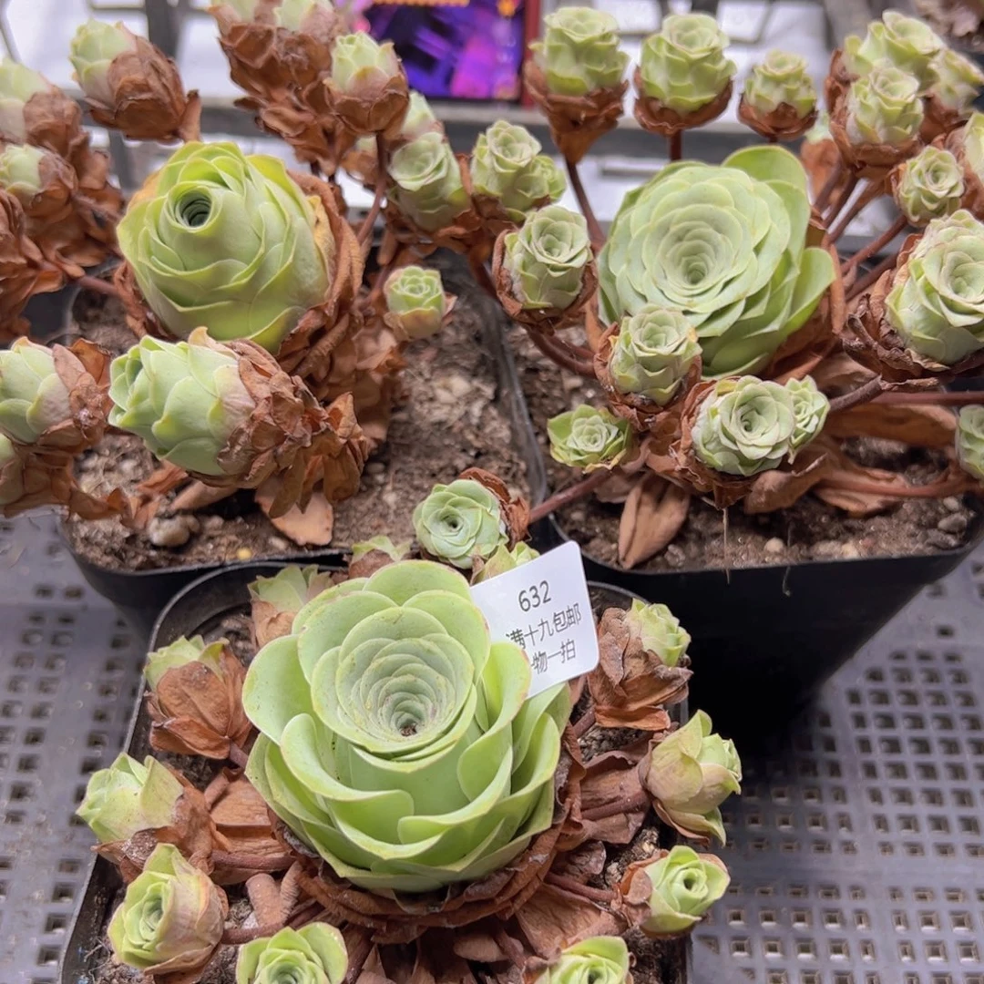 632 侧牙掉了不包损无售后