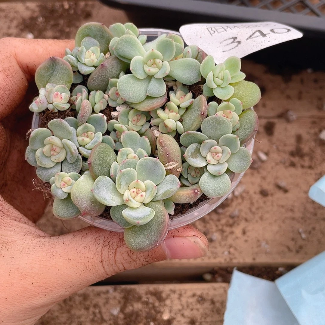 多肉植物多肉植物340