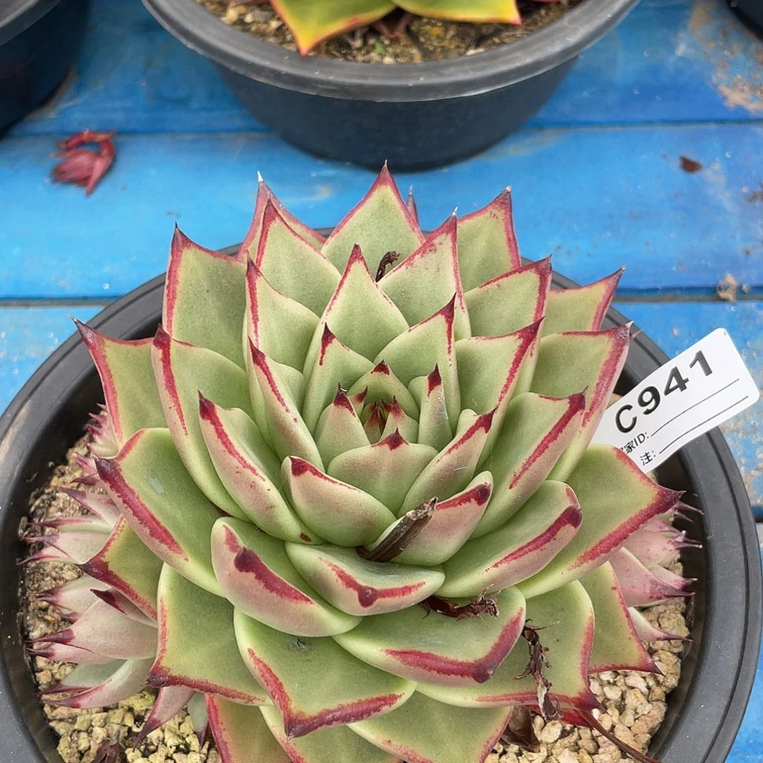 若如东云单拍C941