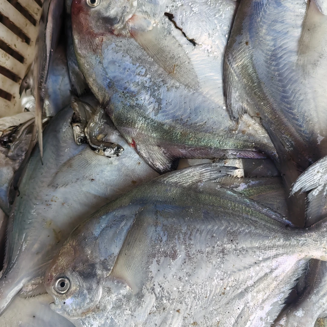 （银鲳鱼）青岛小渔村野生本地银鲳鱼四斤一箱