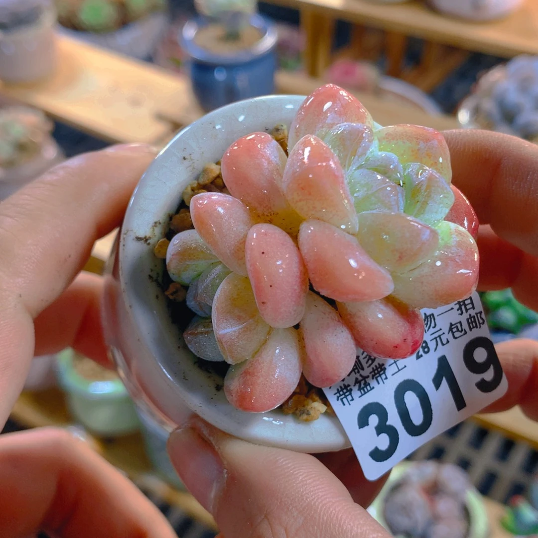 精控多肉植物3019