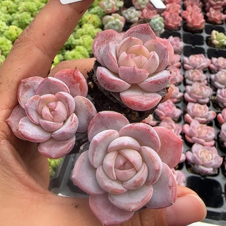 702号乌拉拉+1款冰粉体拍一颗发三颗