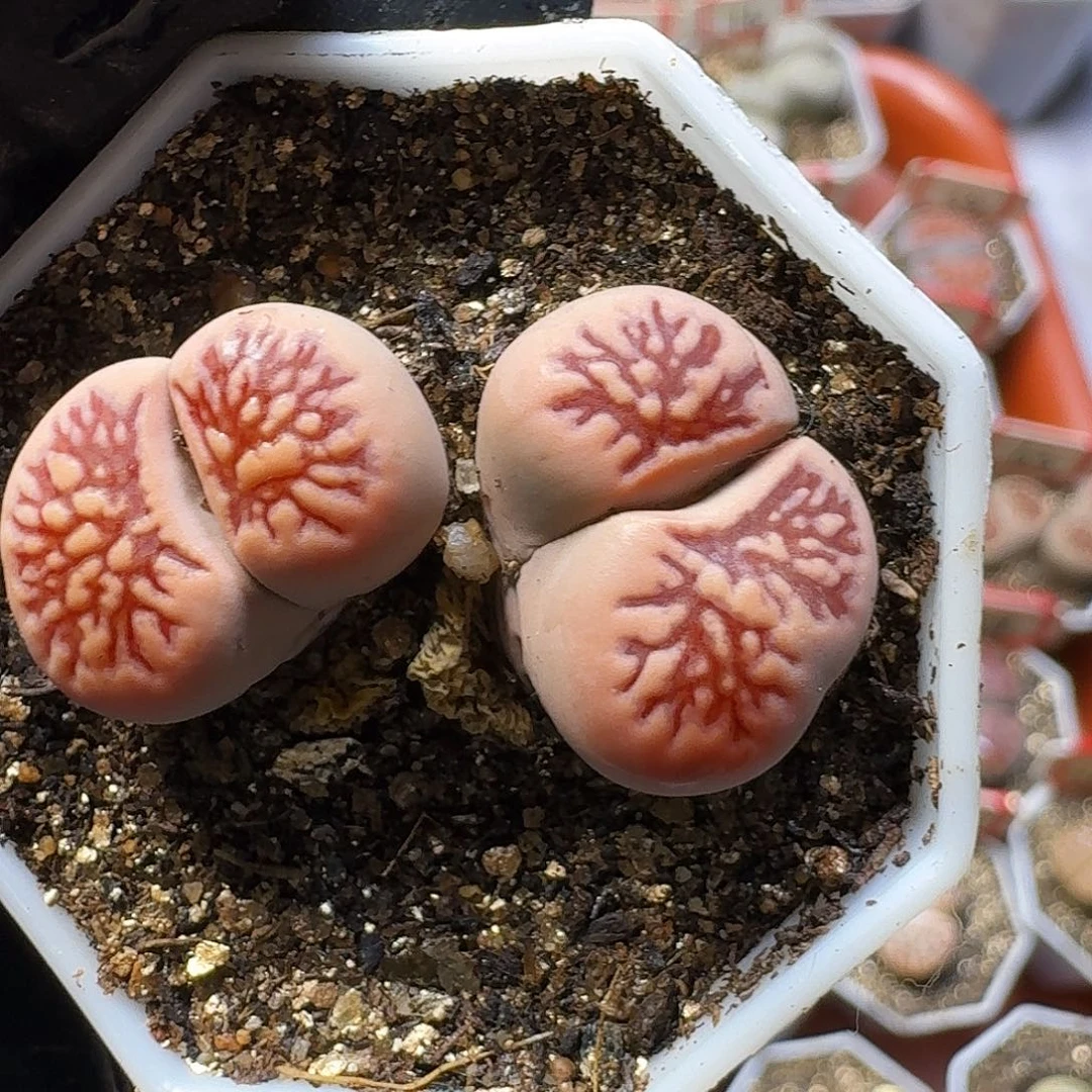 生石花2///。  27号