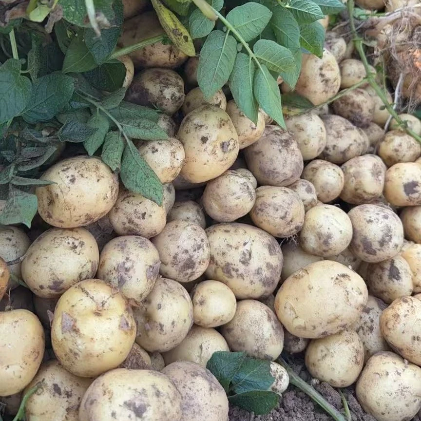 农户家的黄心土豆