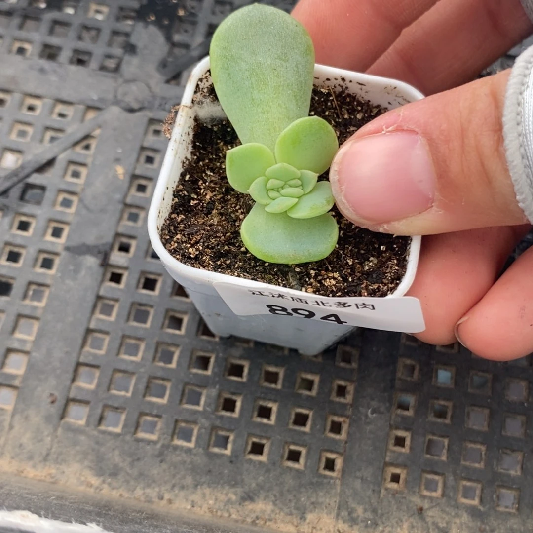 标签894竹马一个多肉