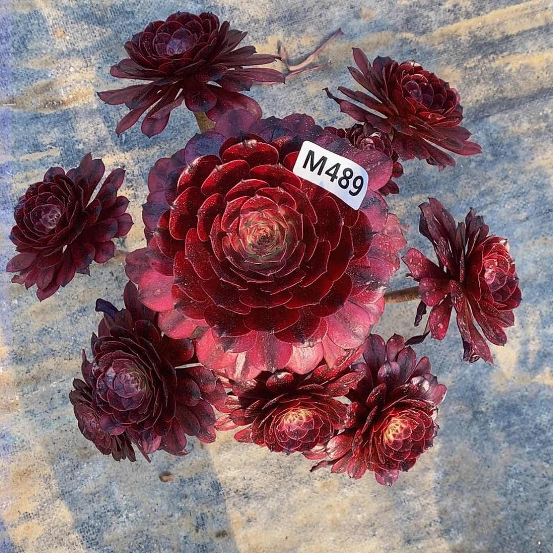 489美姬4444444老桩