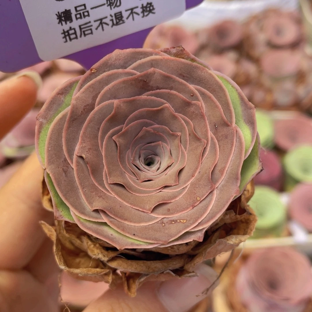 山地玫瑰J4裸根发货不售后