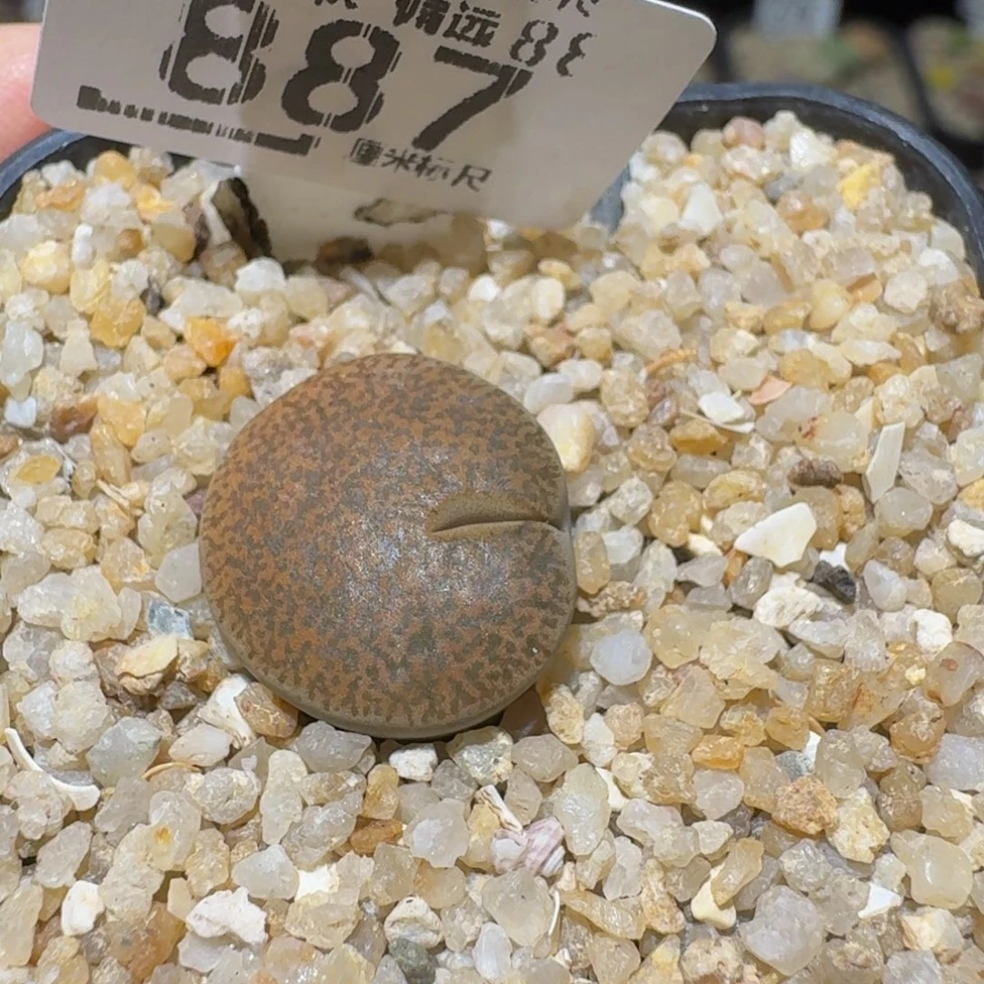 Ssss精品生石花887