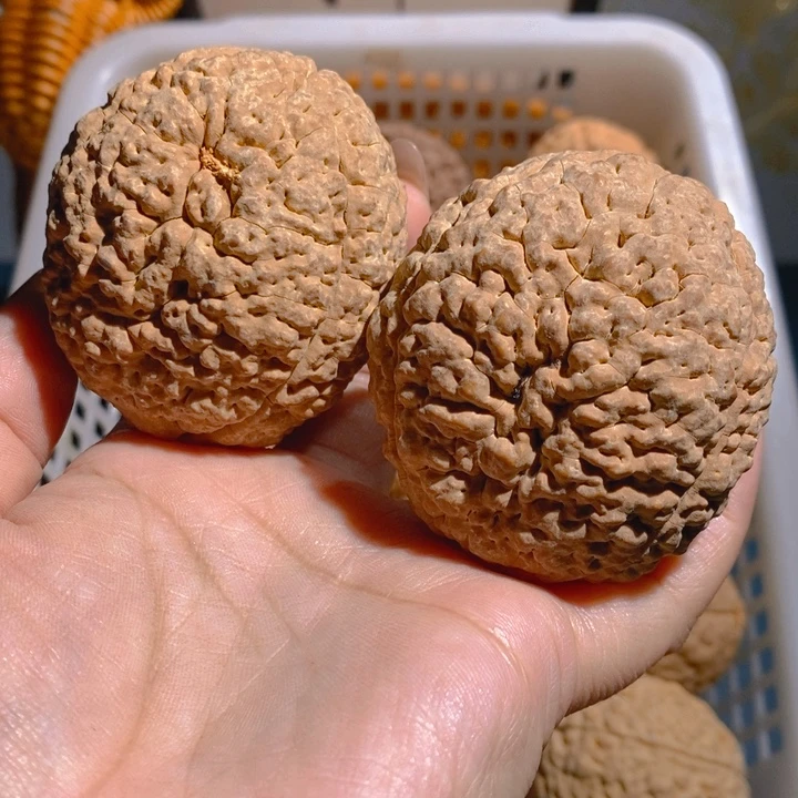 野生三瓣脑纹大金刚5560