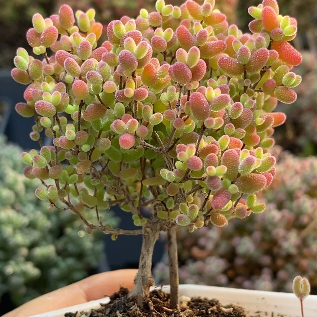 蜜橘糖球4853枝干番杏