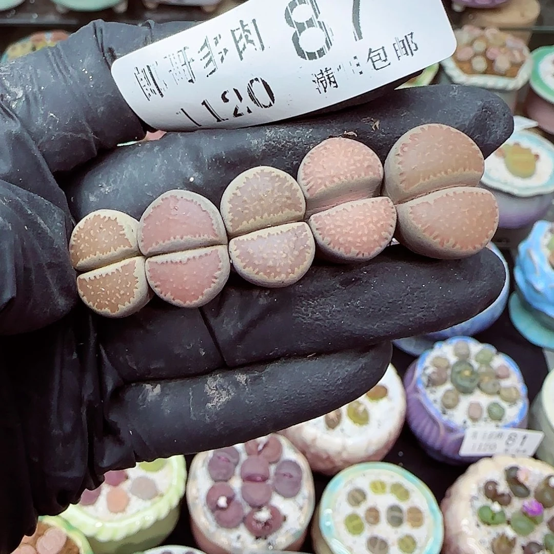 生石花满18包邮1120-87