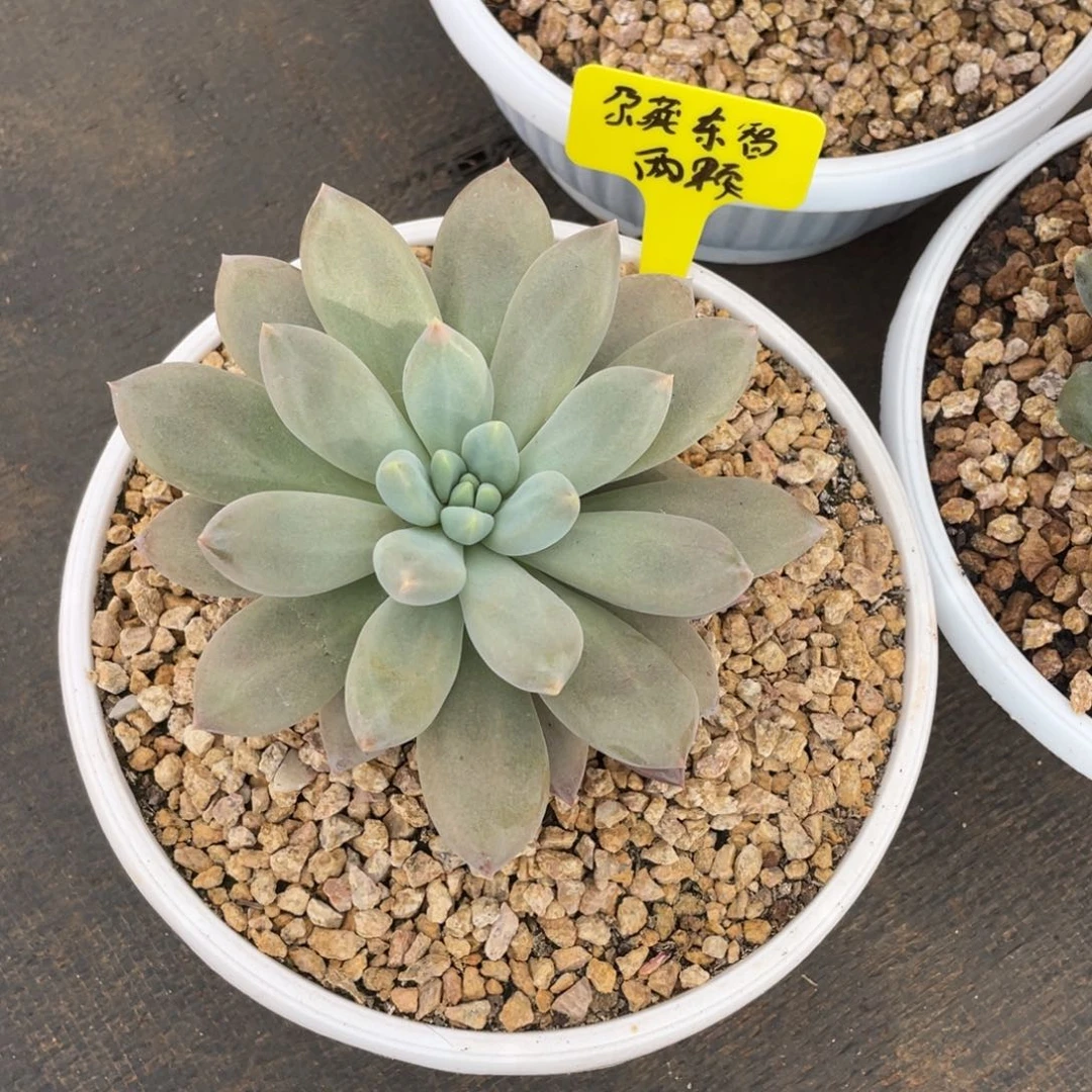 尕***智彩体哥特98包邮到家