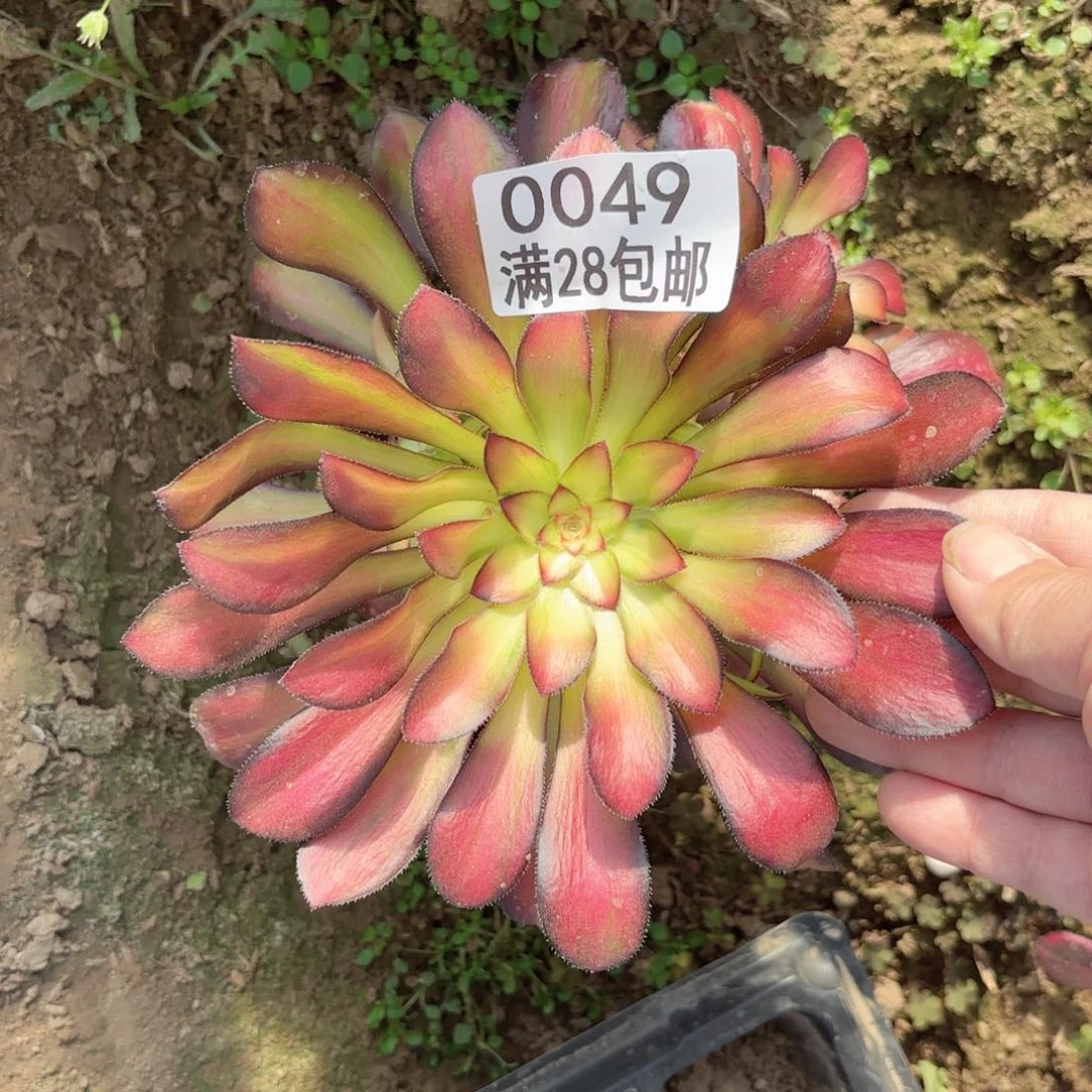 M.   0049魅力多肉