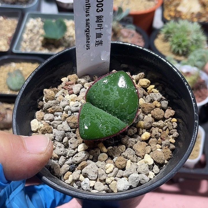 195产地阔叶血莲块根