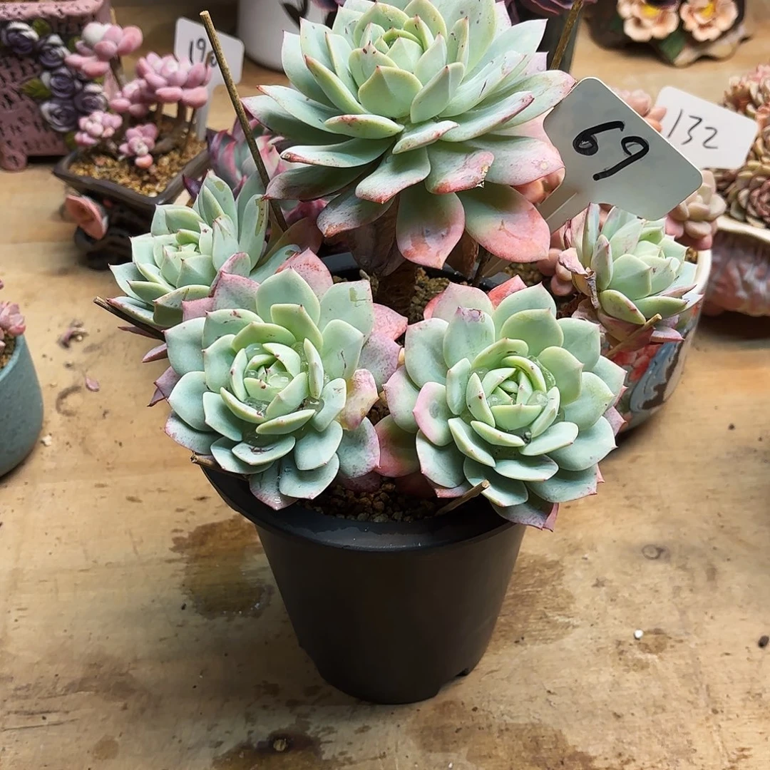 多肉植物，恋曲69号