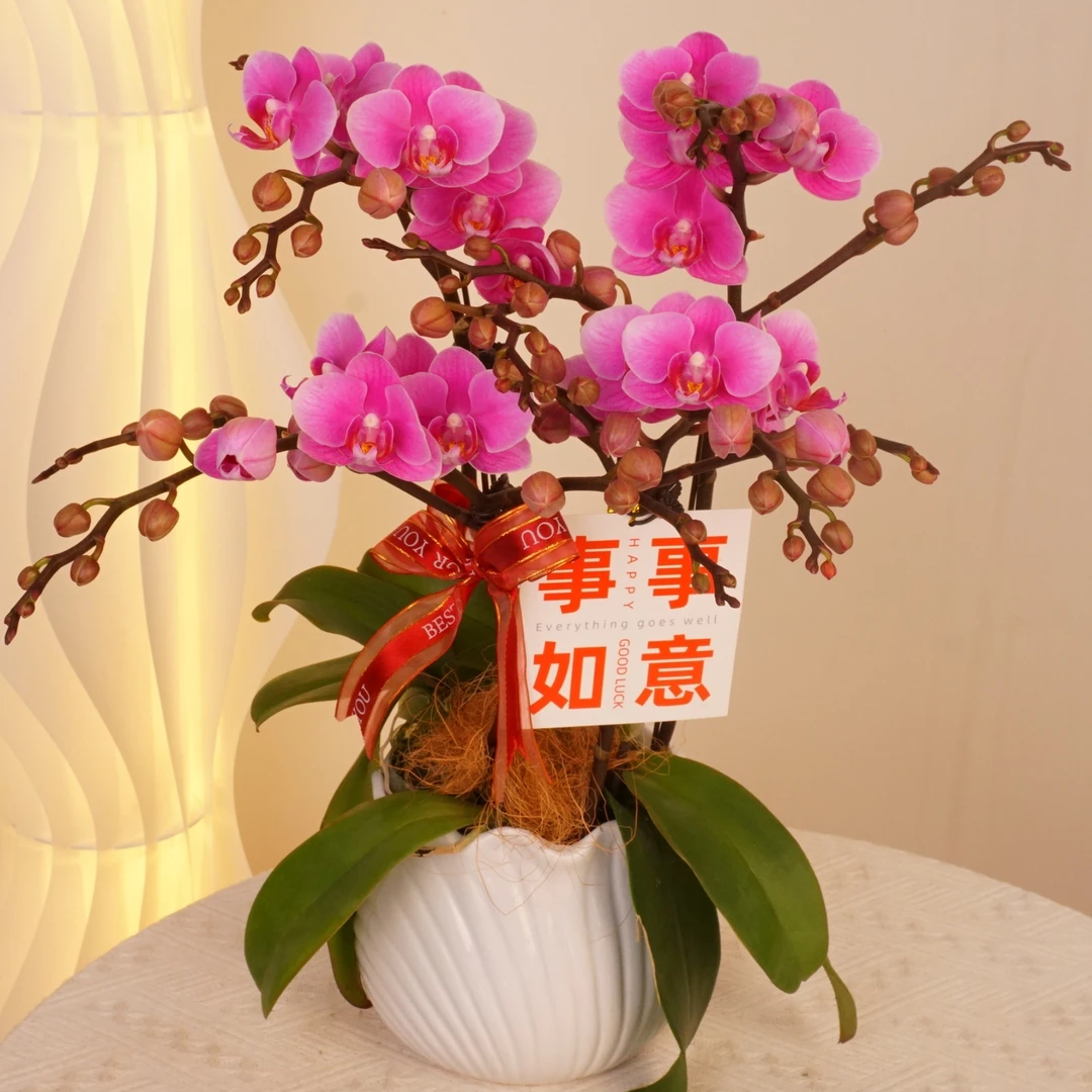 【骄阳】组盆室内蝴蝶兰花盆栽开花株 四季好养护绿植叶片