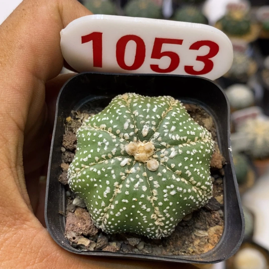 1053福利特价咯打车