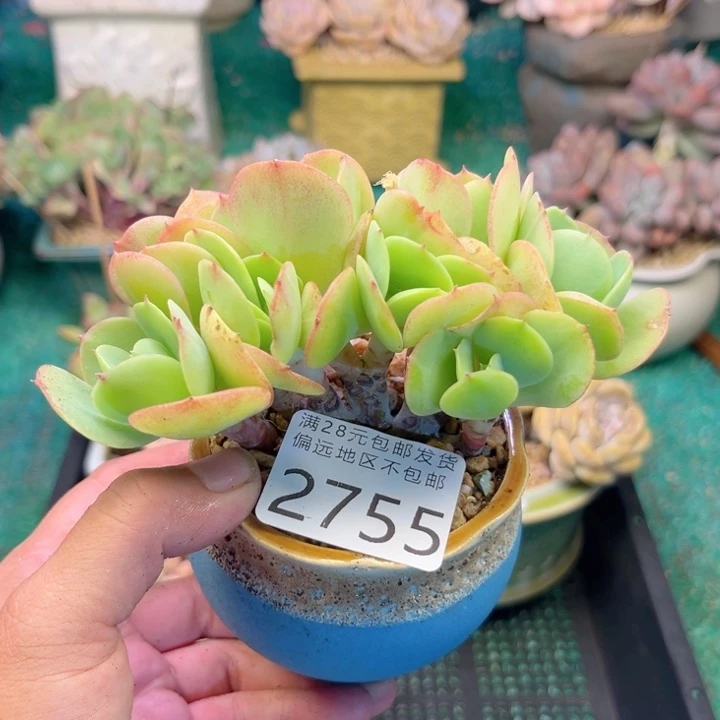 大2755:？xvxgghhjjd