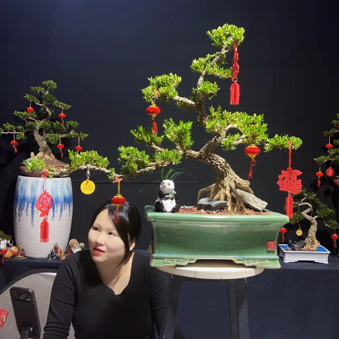 绿植为**恋广东皱皮黄杨木