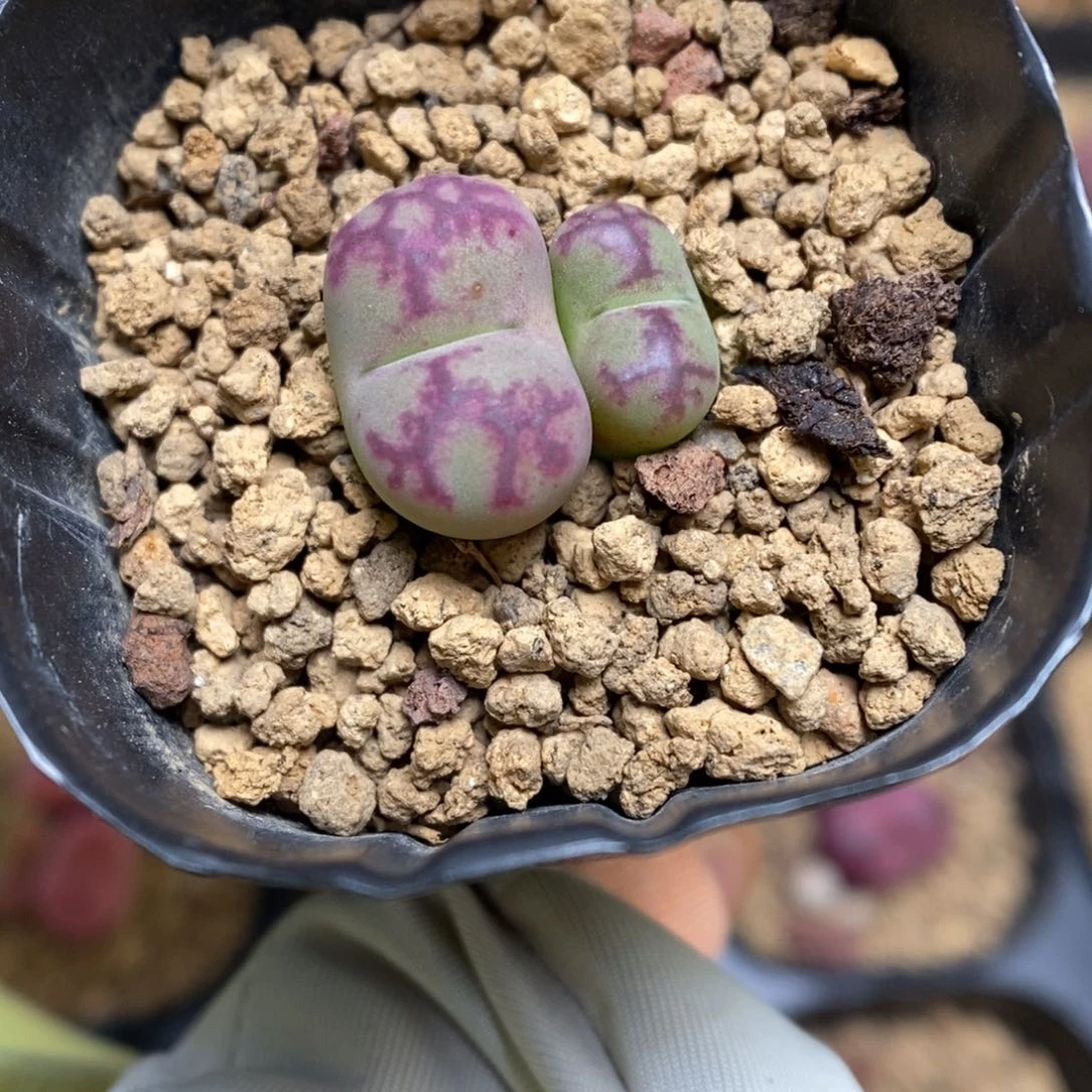 多肉植物肉锥杂交K-3397