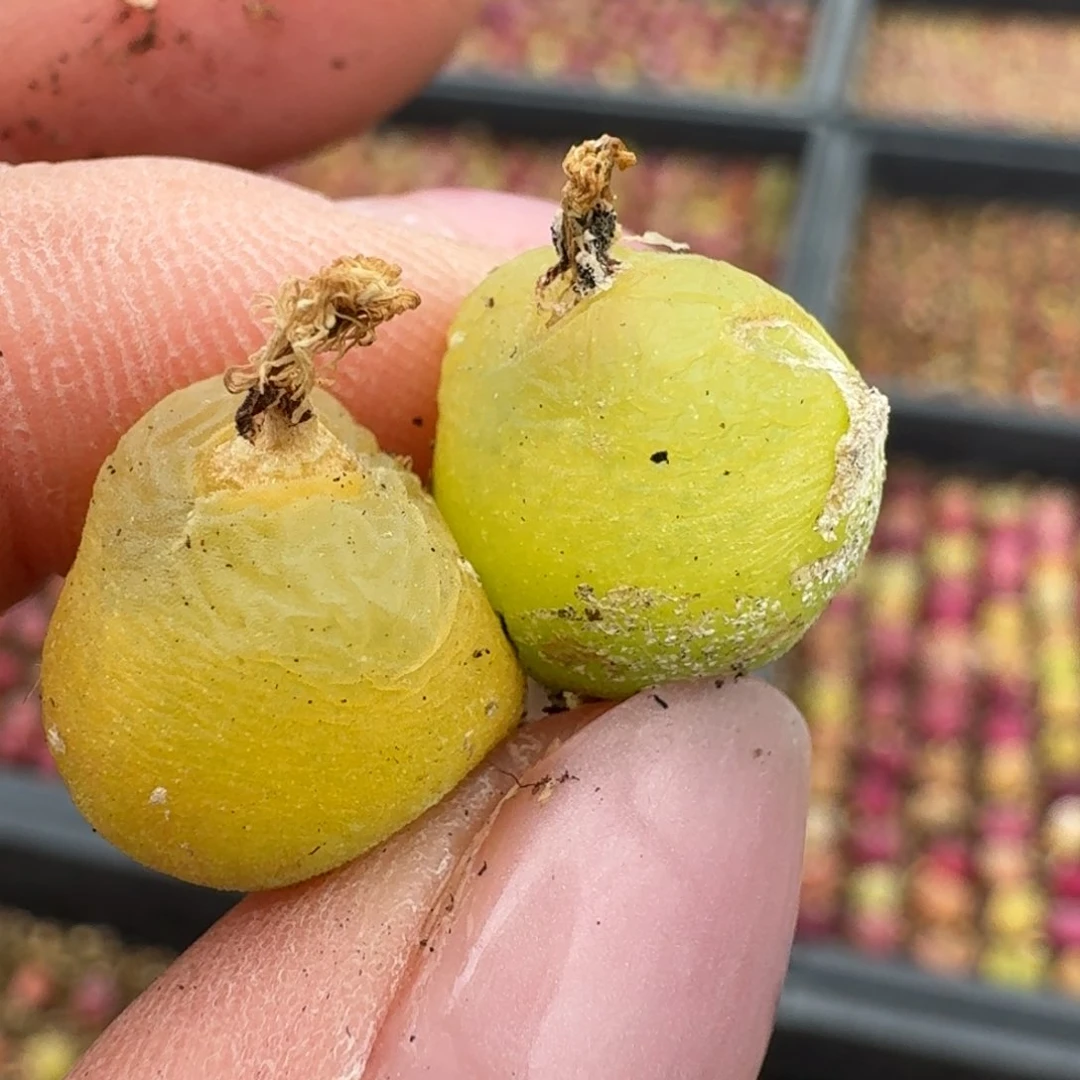 小****3147两颗00000000000