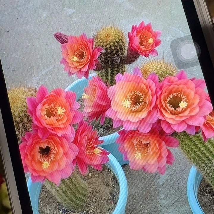 时光侧芽高8公分左右金妞20包邮）