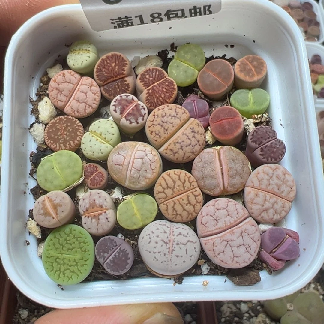 【闪购商品】 666.