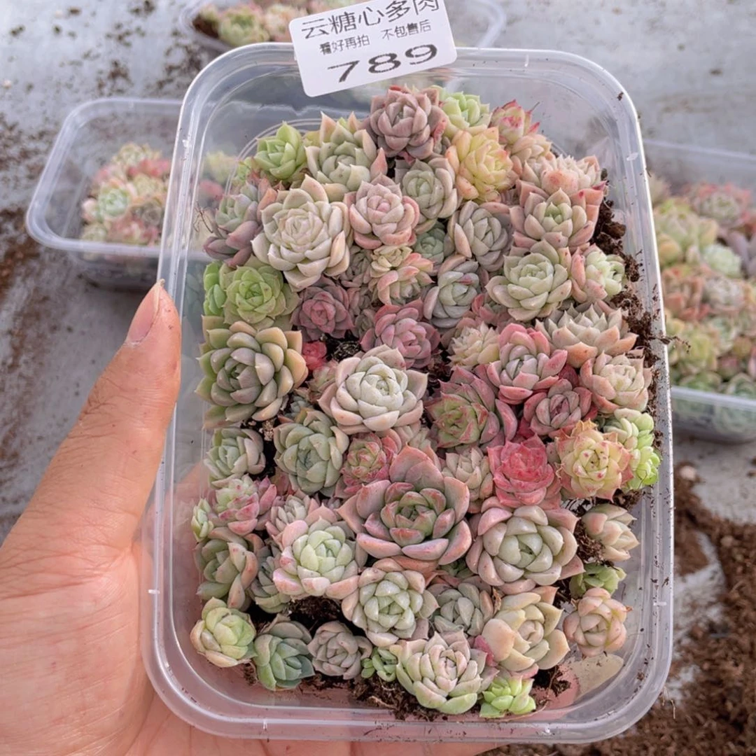 云糖心多肉植物789