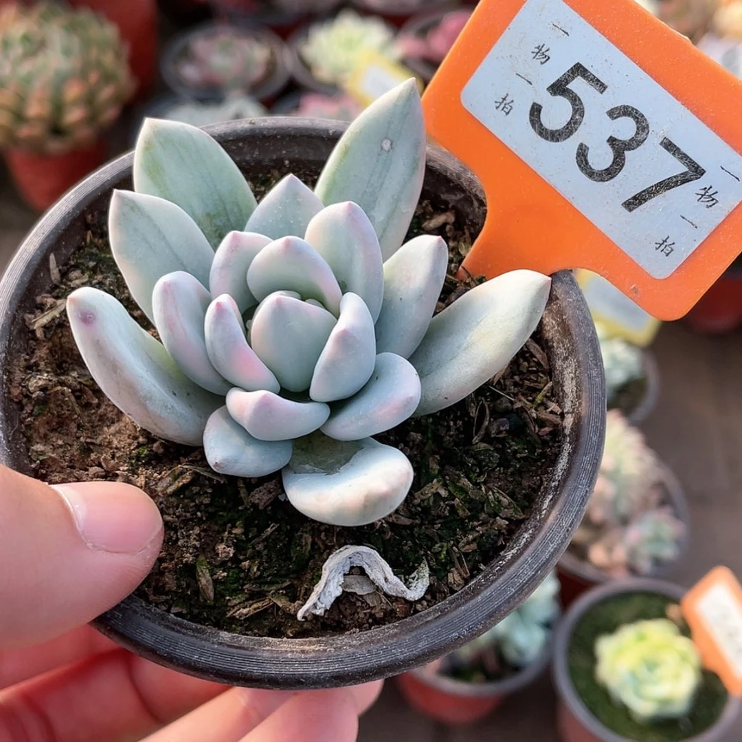 【闪购商品】537号