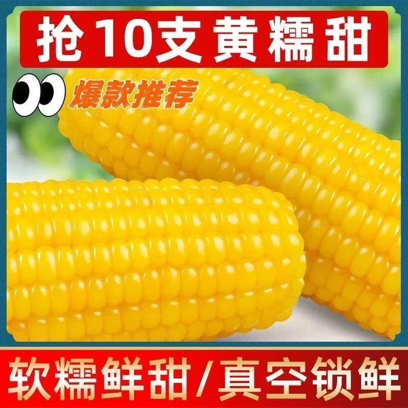 (6斤-7斤)试吃3棒龙江糯玉米黄玉米有运费险单只290-328g共10大棒