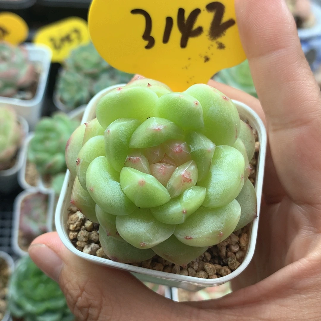 玛***露珍妮单头专拍3142