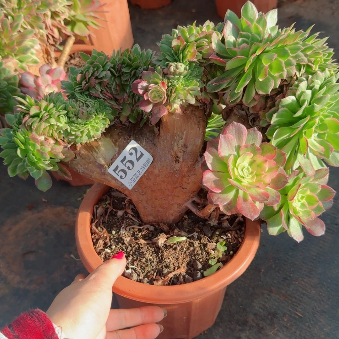 552海王缀化多肉植物满28包邮