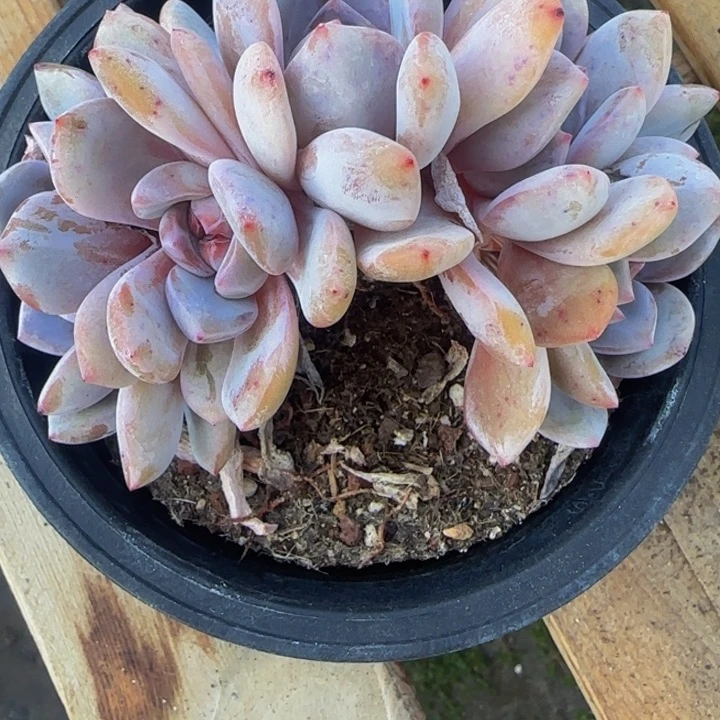 用****8桃子姐的5头大星影树桩