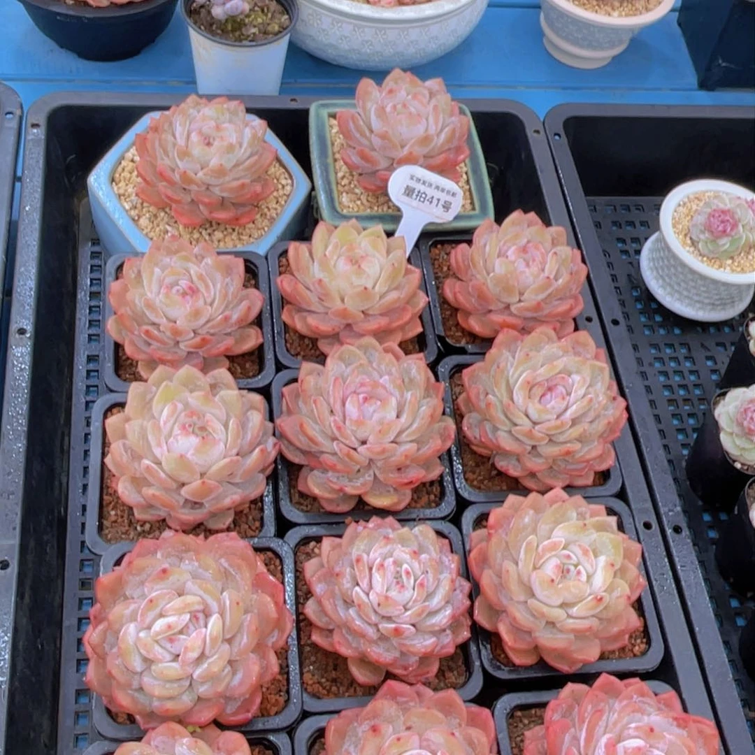 量拍41号新年福利奶油优选雪天使大单头一个