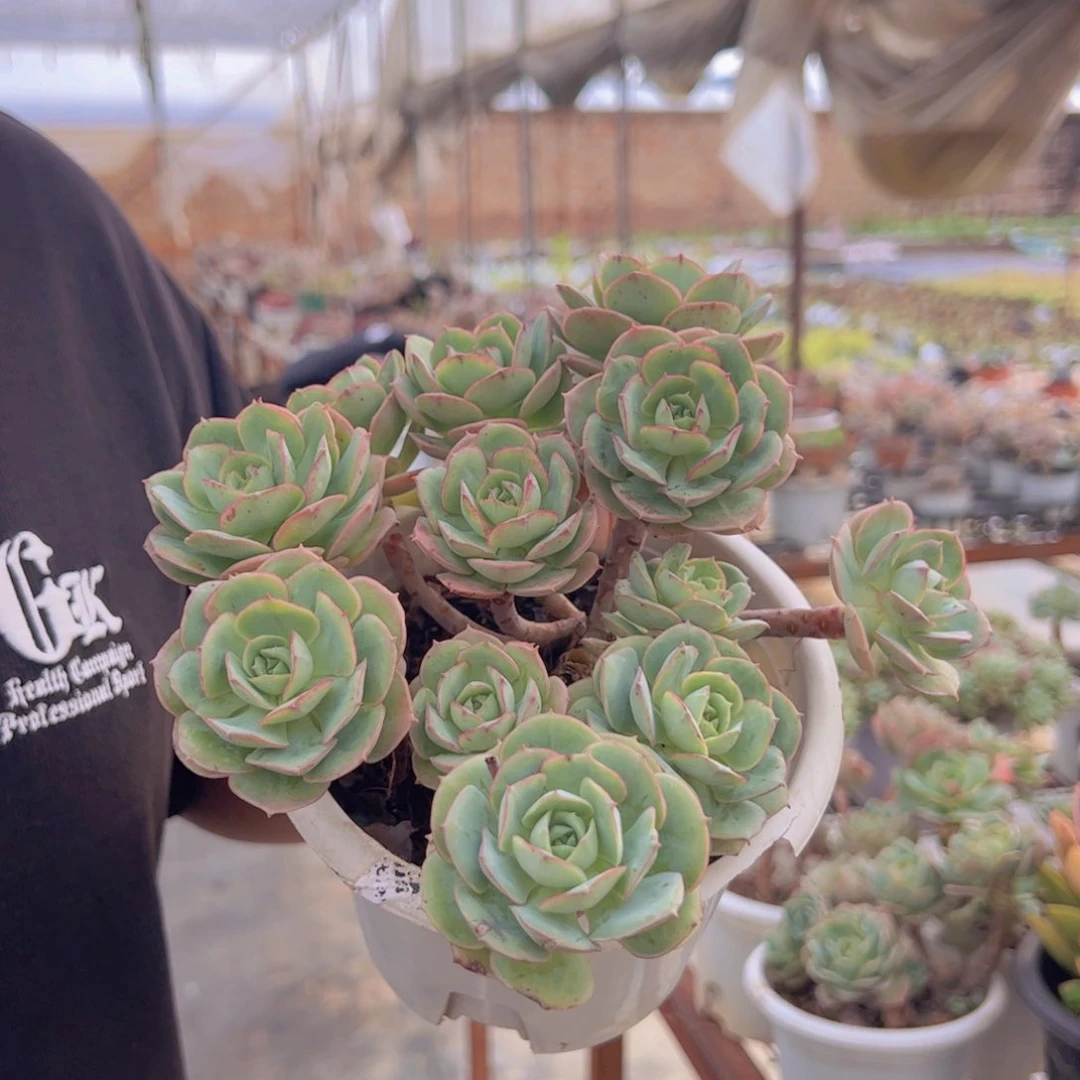 克罗地亚玫瑰五头起发