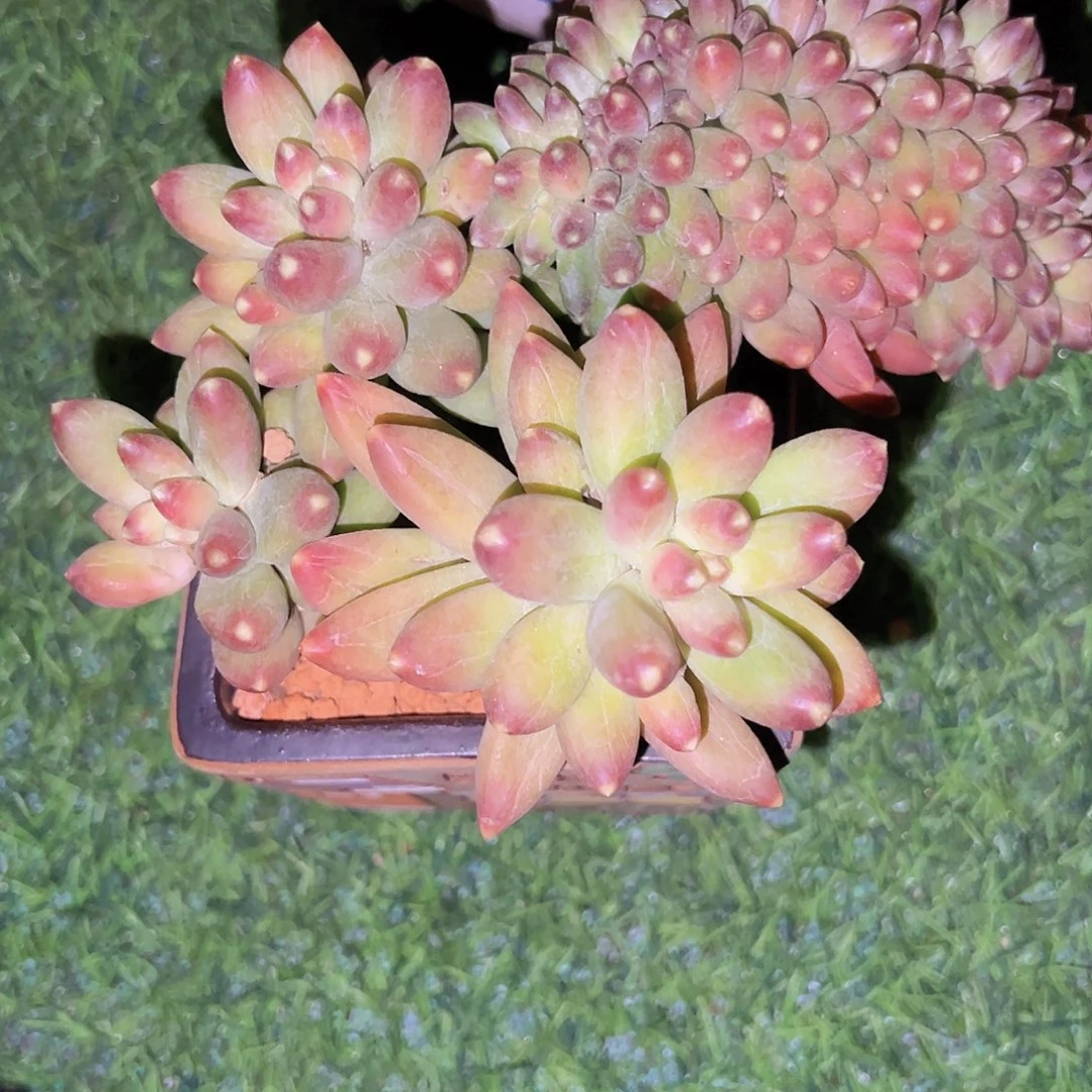 千代田缀111111111111111