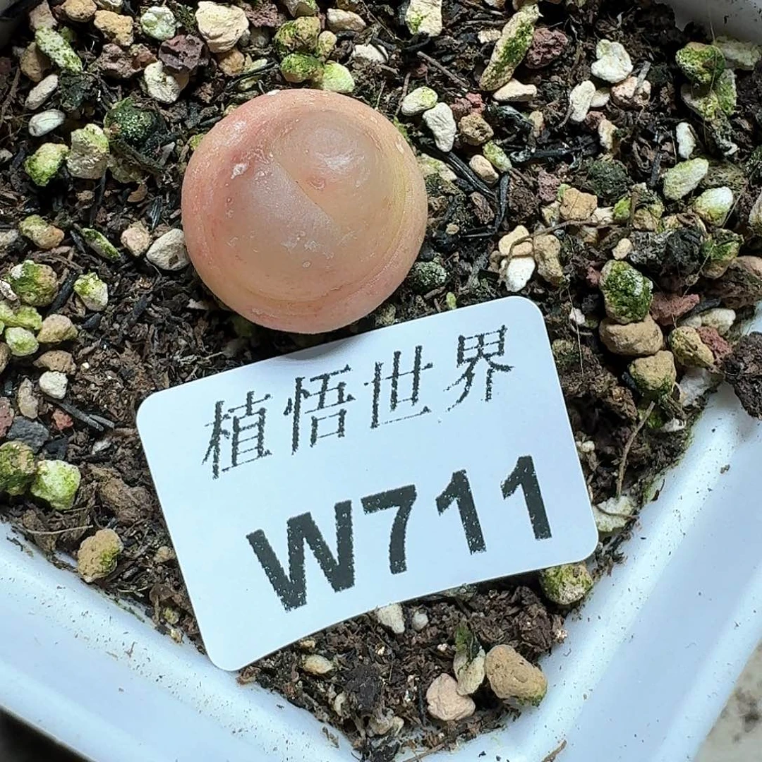 711盒多肉植物哇cv j