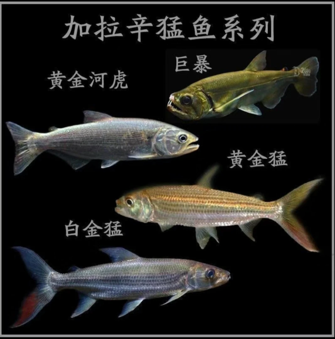 加拉辛白金猛鱼黄金猛鱼哥伦比亚巨暴大型热带淡水观赏鱼活体河虎
