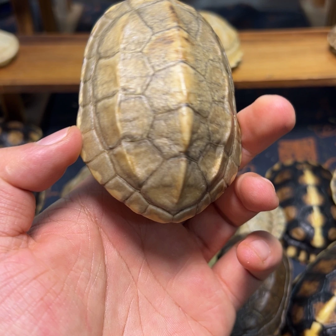 千***雪啊啊啊啊啊啊啊啊啊