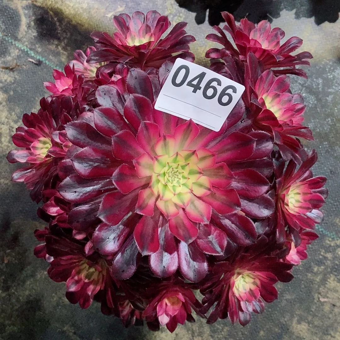 红陶0466黑铜白3多肉