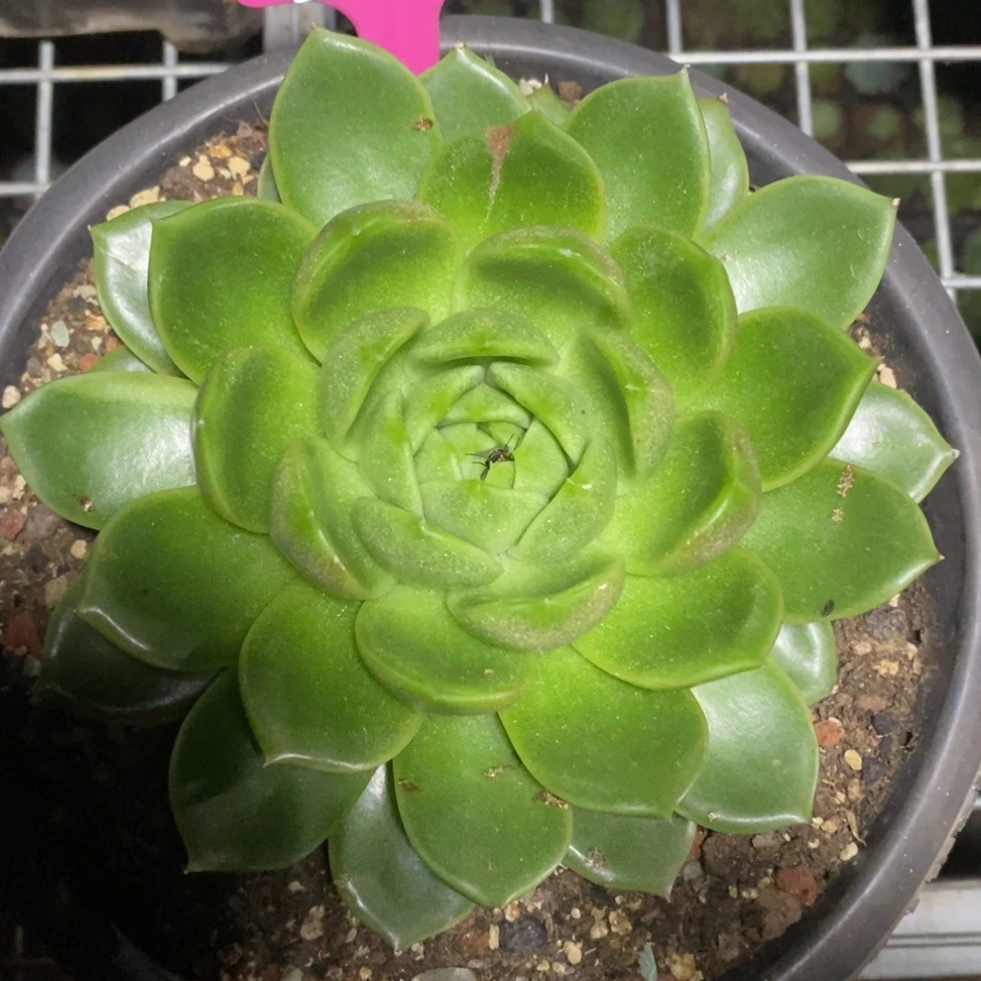 x055-多肉植物 白玫瑰带锦