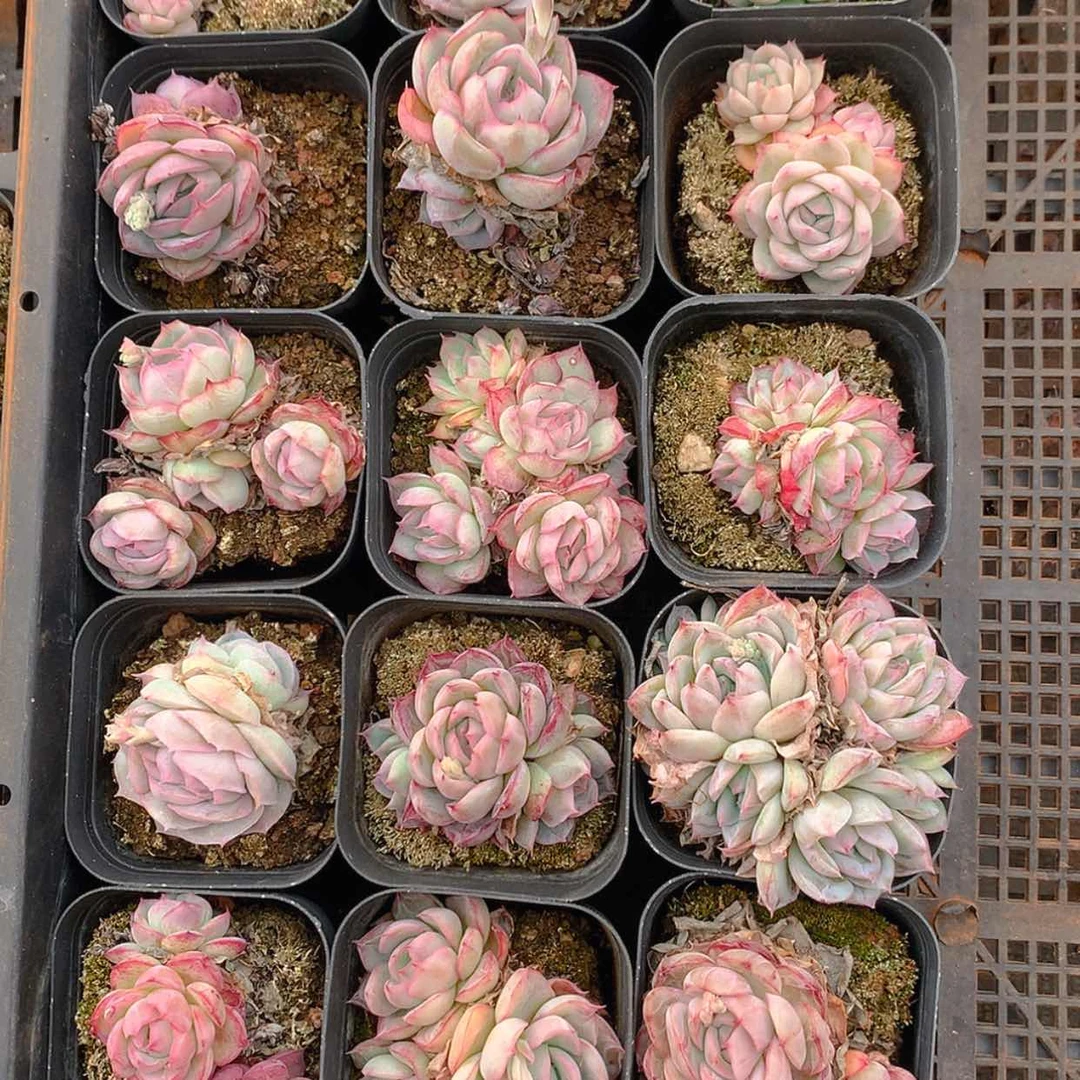 【闪购商品】旺***星云2359