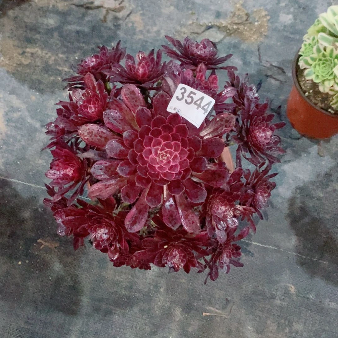 黑天鹅3544多肉1111