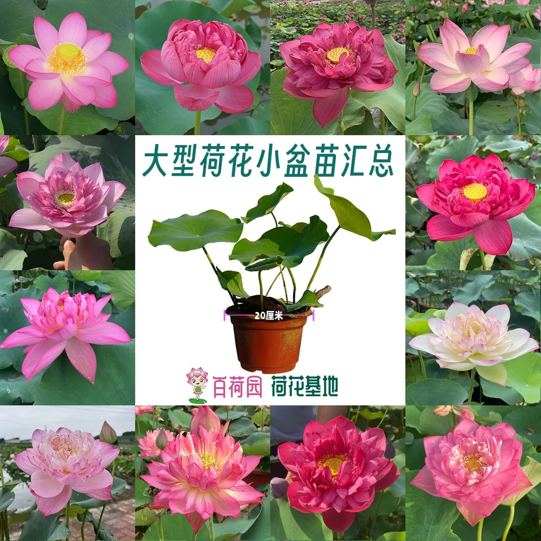 大型观赏荷花小盆苗（20厘米小盆）原土原盆发货庭院观赏花卉