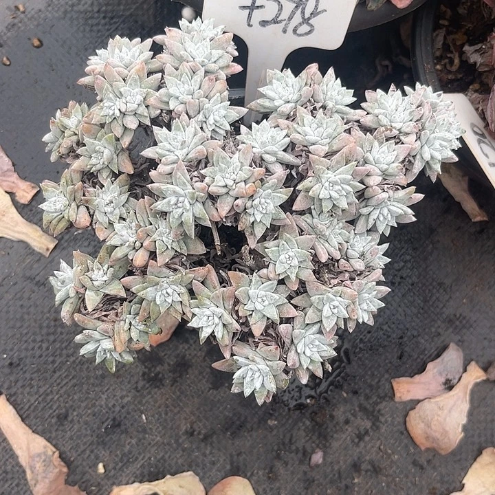 晨语多肉，一物一拍白菊278