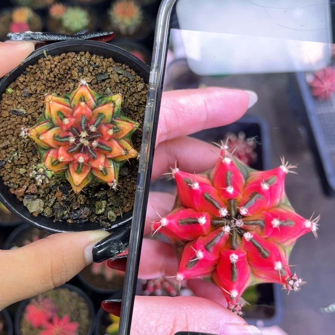 侧牙米哈 带盆土发货