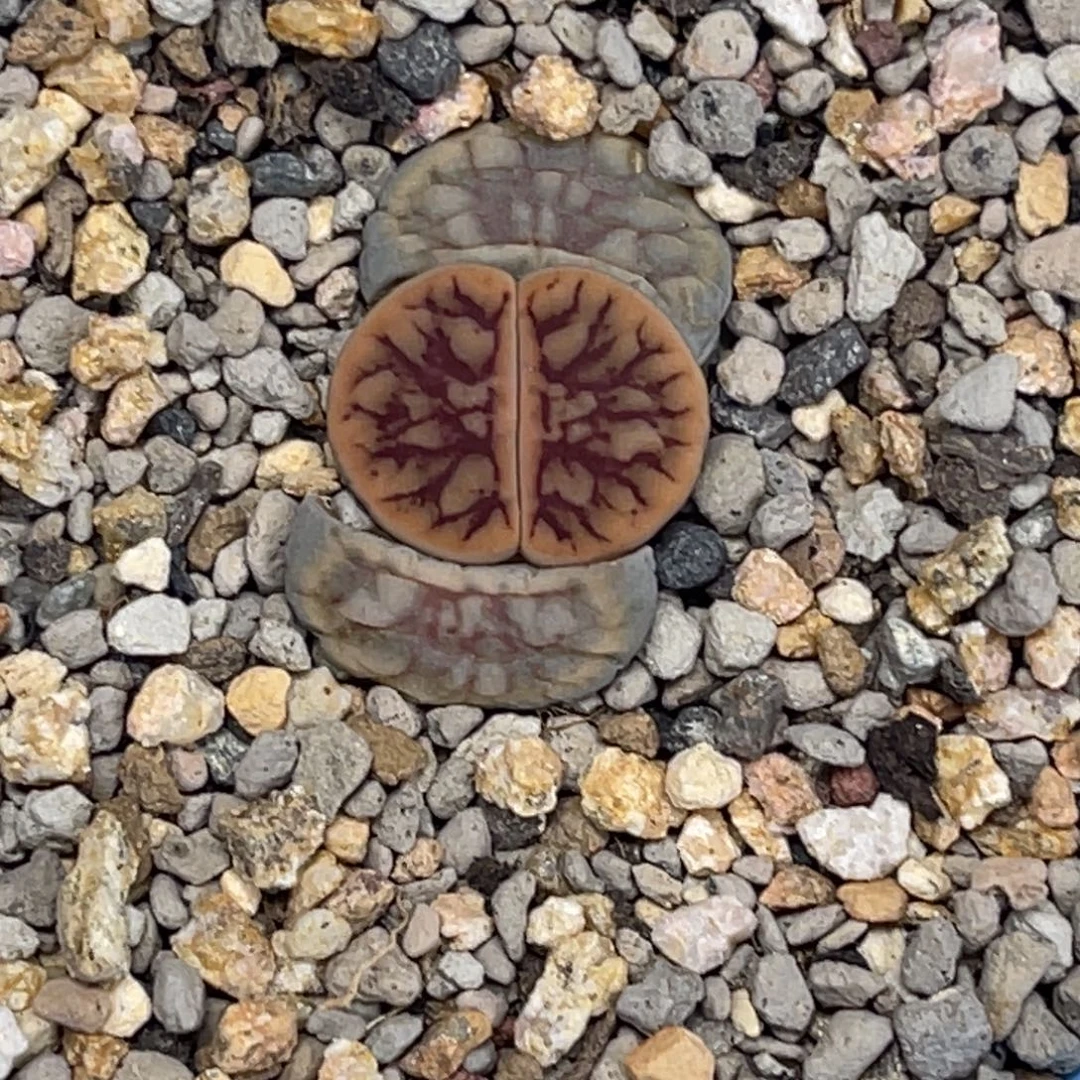 3453线招福1粗纹。