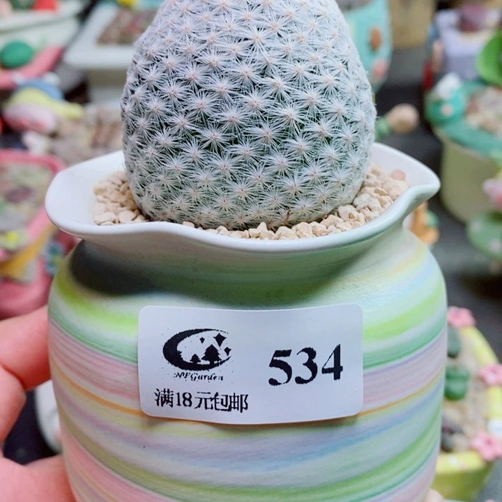 生石花花花开了534