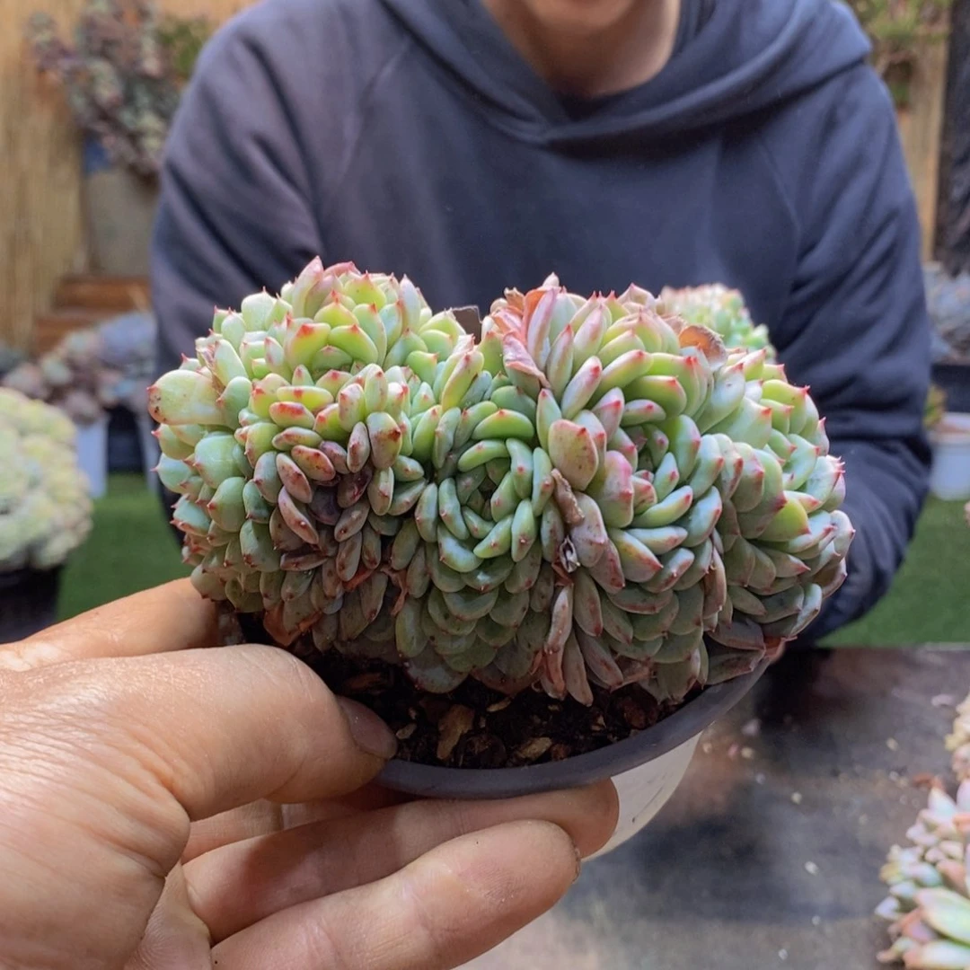 用**梅A21号白胖子缀多肉