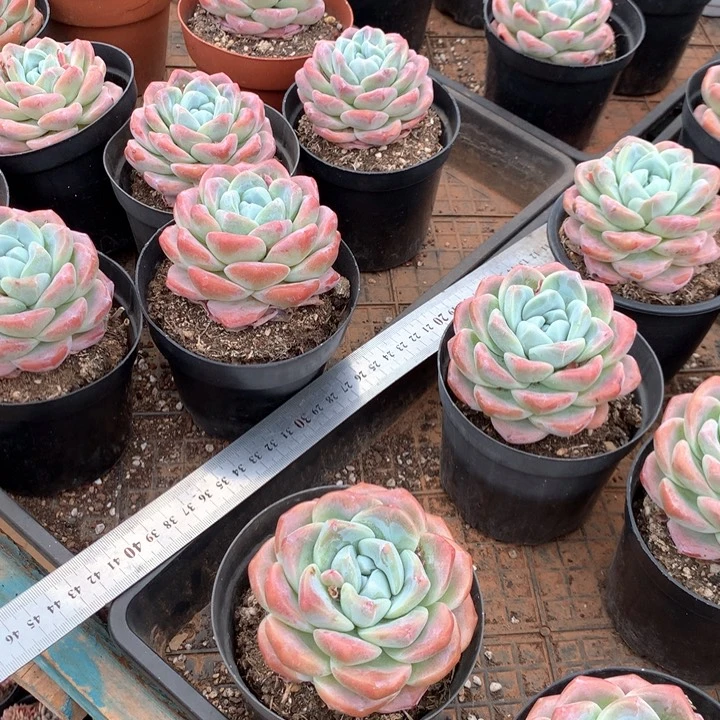 带盆土老桩冰玉两单包邮